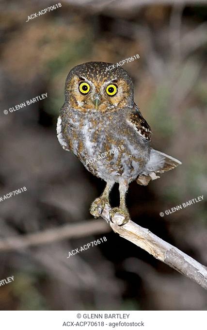 Elf Owl (Micrathene whitneyi) perched on a branch in southern Arizona, USA