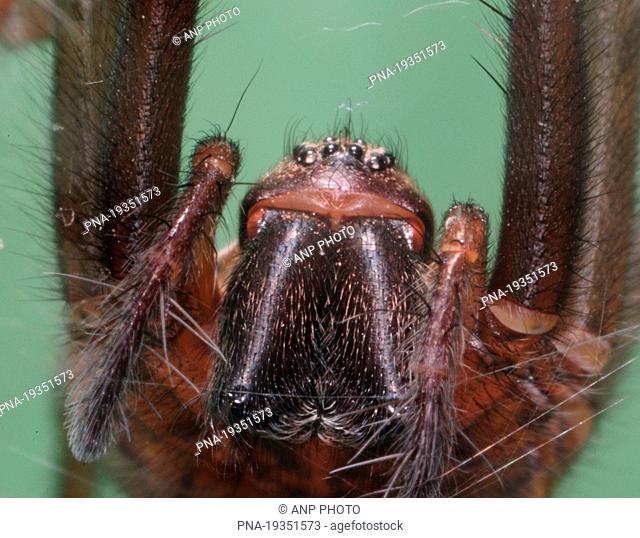 Common House Spider Tegenaria domestica - Geldrop, Campine, North Brabant, The Netherlands, Holland, Europe