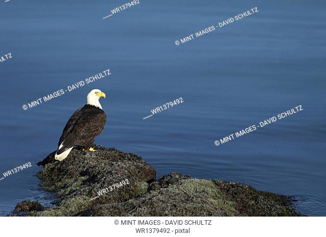The American Bald Eagle, Haliaeetus leucocephalus, is the symbol of the nation, and thrives in Alaska