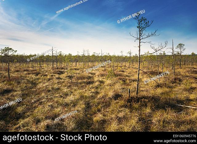 Bog grassy. Dwarf trees growing near the marsh bog. Autumn season