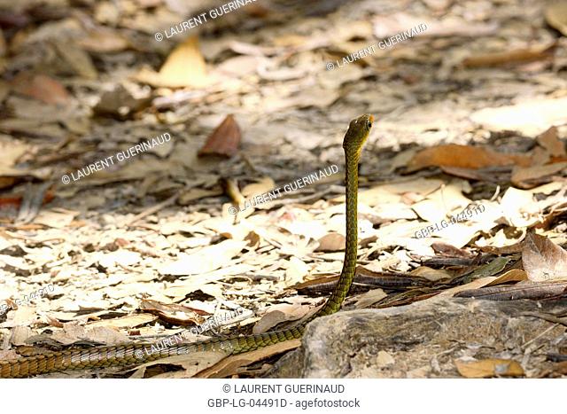 Snake, Animal, Chapada Diamantina, Bahia, Brazil