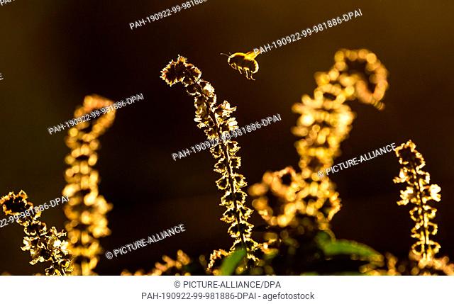 22 September 2019, Schleswig-Holstein, Wentorf bei Hamburg: In the warming autumn sun in a garden, a bumblebee flies in search of nectar over a still flowering...