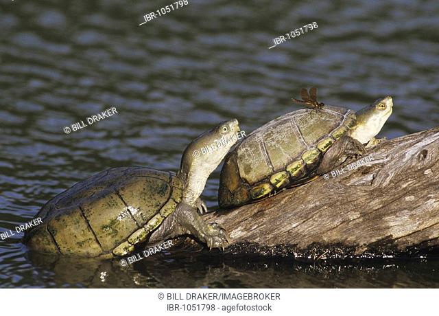 Yellow Mud Turtle (Kinosternon flavescens), adults sunning on log with dragonfly on its back, Starr County, Rio Grande Valley, Texas, USA