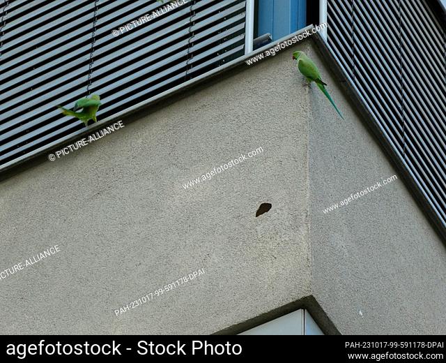 14 October 2023, North Rhine-Westphalia, Cologne: Green parrots in Cologne. Collared parakeets chop holes in freshly renovated house facade Photo: Horst...