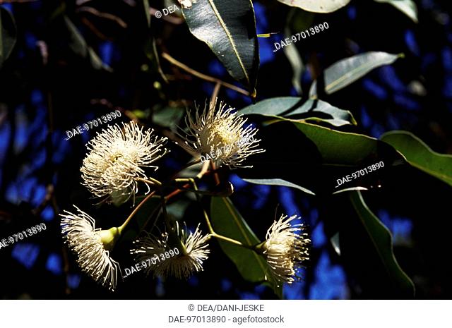 Flowering branch of Marri or Red Gum (Eucalyptus calophylla), Myrtaceae