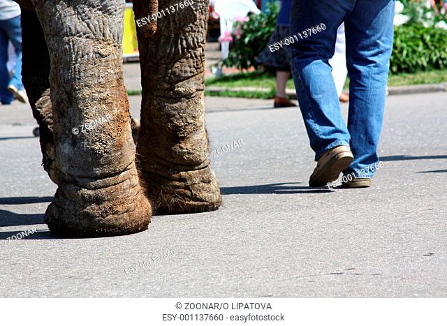man and an elephant walking down the street