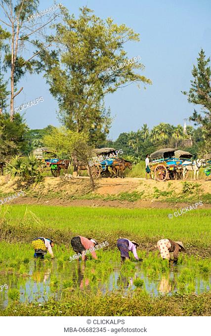 Inwa, Mandalay region, Myanmar (Burma). Woman working on the rice field with horse carts parked in the background