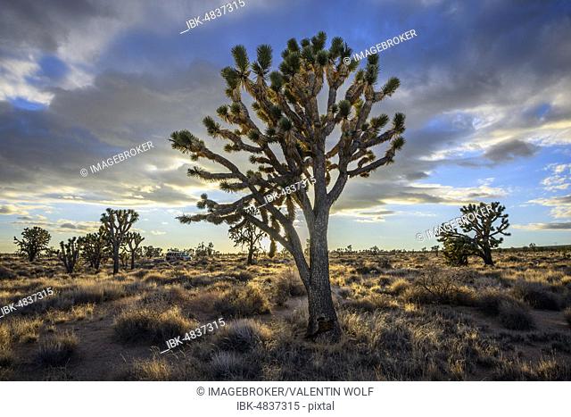 Joshua Trees (Yucca brevifolia) in Evening Light, Mojave Desert, Desert Landscape, Mojave National Preserve, California, USA, North America