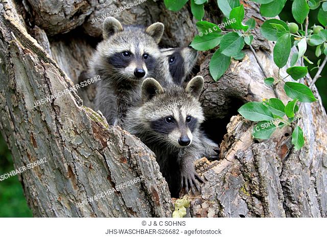 North American Raccoon, common raccoon, North American raccoon, (Procyon lotor), three young siblings on tree curious, Pine County, Minnesota, USA