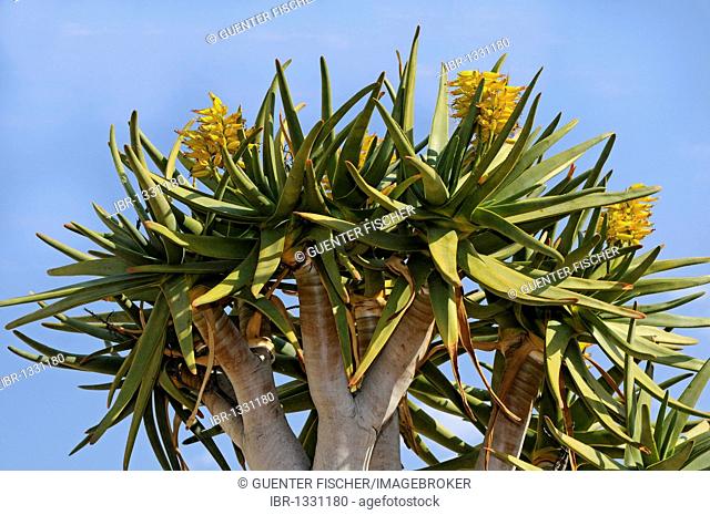 Inflorescense, Quiver tree, Kokerboom (Aloe dichotoma), Namaqualand, South Africa