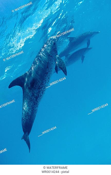Spotted Dolphins, Stenella frontalis, Atlantic, Caribbean Sea, Bahamas