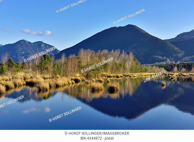 Reflection in moor pond, Flyschberge, Wendelstein, Mangfall Mountains, near Raubling, Alpine foothills, Bavaria, Germany
