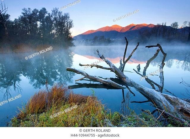 Bolle di Magadino, Switzerland, Europe, canton, Ticino, lake, Lago Maggiore, nature reserve, alluvial forest, wood, forest, trees, Reflection, wood, morning
