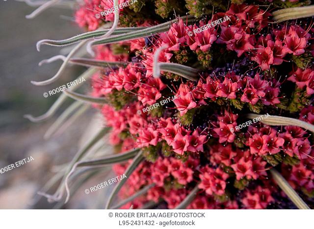 The Red Bugloss (Tajinaste Rojo in Spanish, Echium wildpretii) is an endemic plant from the Cañadas del Teide national Park