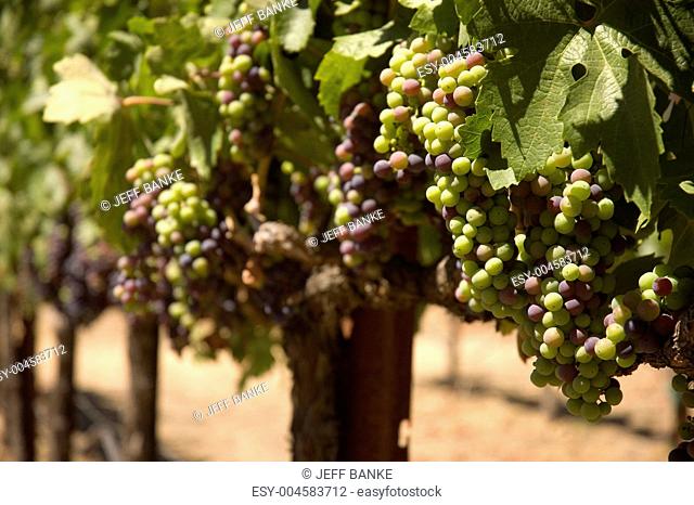 grapevine in Napa Valley, California