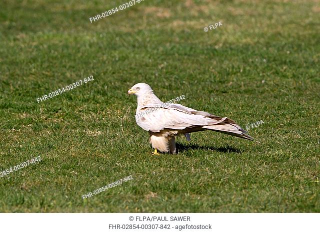 Red Kite Milvus milvus adult, leucistic plumage, standing on grass, Gigrin Farm, Powys, Wales, march