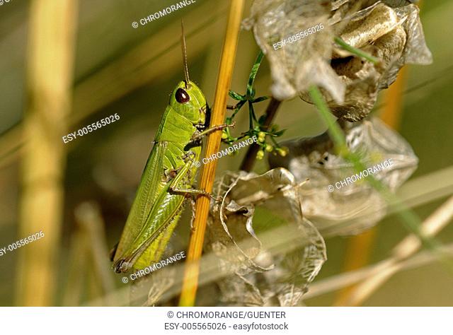 Male of Small Golden Grasshopper