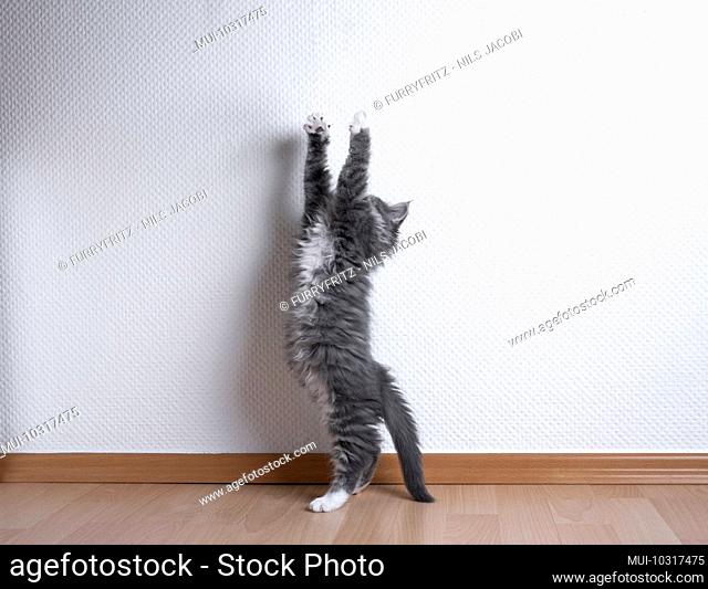 blue tabby white maine coon kitten stretching raising up reaching for something in front of white wall with copy space