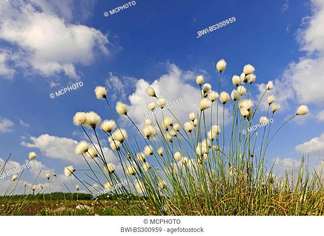 tussock cotton-grass, hare's-tail cottongrass (Eriophorum vaginatum), multiple fruit at a field edge, Germany, Lower Saxony, Goldenstedt
