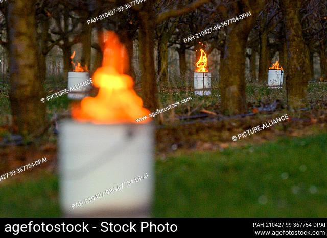 27 April 2021, Saxony-Anhalt, Sülzetal: Frost candles burn under already withered apricot trees. In the early morning the thermometer dropped to temperatures...