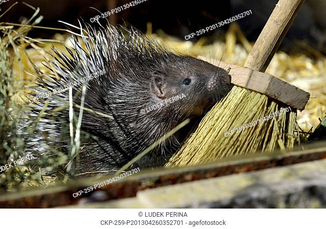 Young female of Indian Crested Porcupine named Tera is seen in the zoo in Olomouc, Czech Republic, April 26, 2013. (CTK Photo/Ludek Perina)