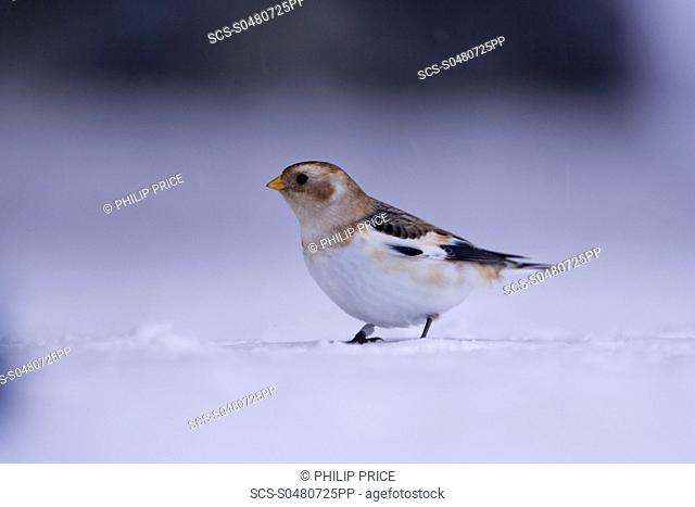 Snow Bunting Plectrophenax nivalis perched on snow highlands, Scotland, UK