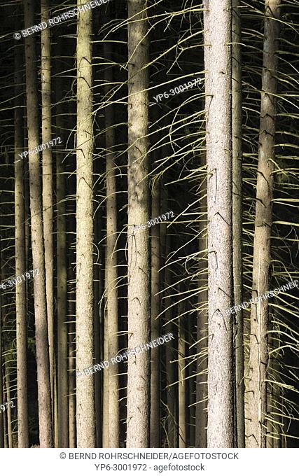 coniferous forest with spruces, Saar-Hunsrück nature park, near Holzerath, Rhineland-Palatinate, Germany