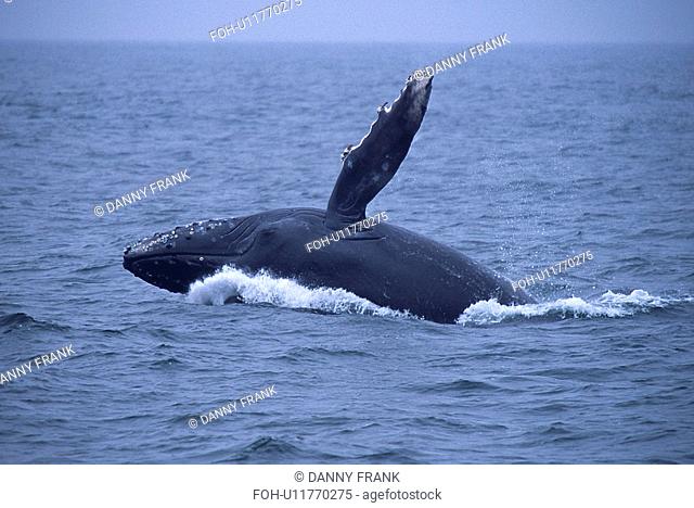 Humpback whale, Megaptera novaeangliae, calf breaching, Monterey Bay, California, USA