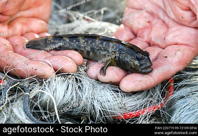 PRODUCTION - 13 July 2022, Brandenburg, Werder An Der Havel: A fisherman shows a blackmouth goby after fishing on the Havel River
