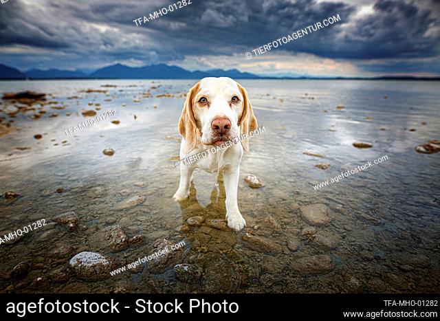 Beagle in the water
