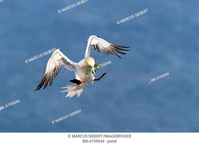 Northern Gannet (Morus bassanus) with nesting material, approaching, Heligoland, Schleswig-Holstein, Germany