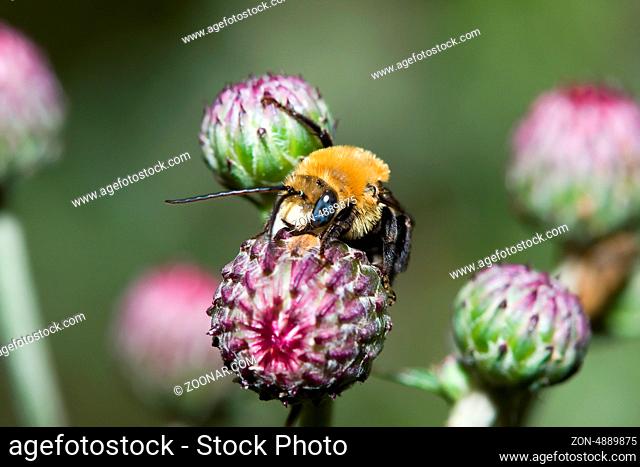 Golden Northern Bumblebee collecting pollen on a flower