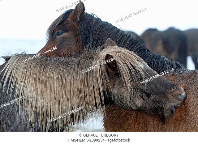 Iceland, Nordurland Eystra, Skjalfandi, horses