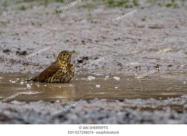 Song Thrush (Turdus Philomelos) bathes in puddle in the rain