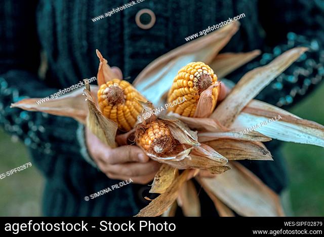 Hands of woman holding corns