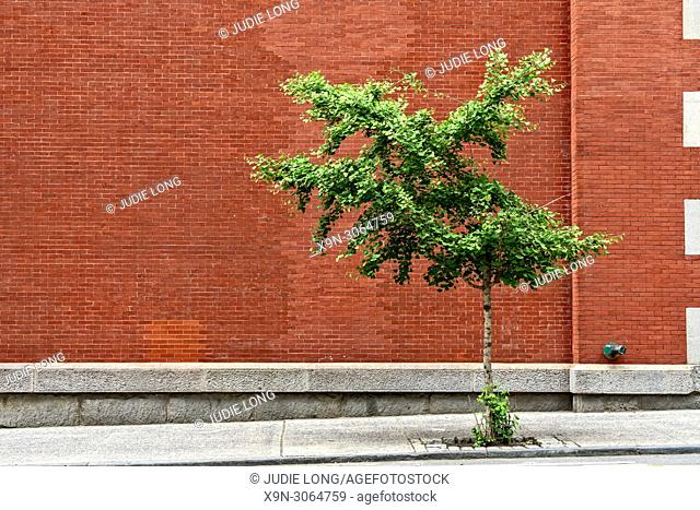 City Tree, Horizontal. A Lone, Slanted Tree Growning in a Sidewalk Patch of Earth, InFront of a Red Brick Wall. Manhattan, New York City