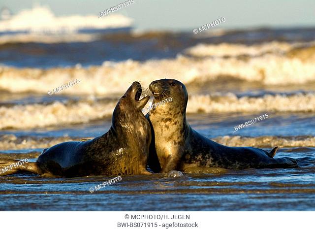 gray seal (Halichoerus grypus), two individiuals playing in the surge, Europe, Germany, Schleswig-Holstein, Heligoland