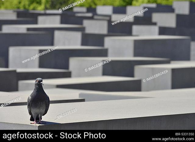Holocaust Memorial, Mitte, Berlin, Germany, Europe