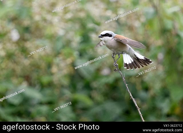 Red-backed Shrike ( Lanius collurio ), adult male perched on top of a dry twig, flapping wings, typical defence behaviour, warning its chicks, wildlife, Europe