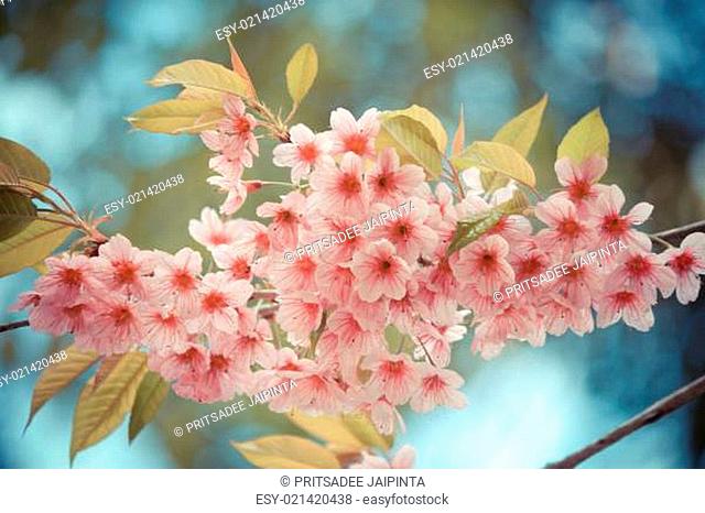 pink blossom sukura flowers on a spring day in changrai, Thailand