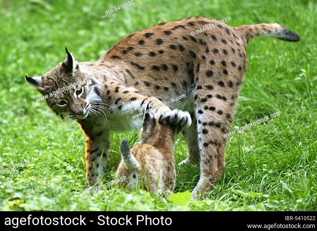 Eurasian (Felis lynx) lynxes (Lynx lynx), female with young, European lynx