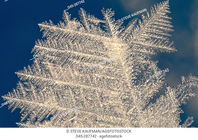 Frost crystals growing on snow. Alaska, USA
