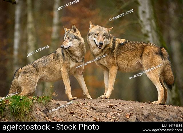 Wolves, Canis lupus in autumn