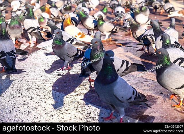 Closeup of pigeons at Plaza Cataluña in Barcelona, Spain, Europe