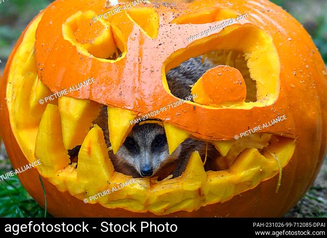 26 October 2023, Saxony-Anhalt, Magdeburg: A meerkat peers out of a Halloween pumpkin head at the zoo. Preparations are underway at the zoo for Halloween on...