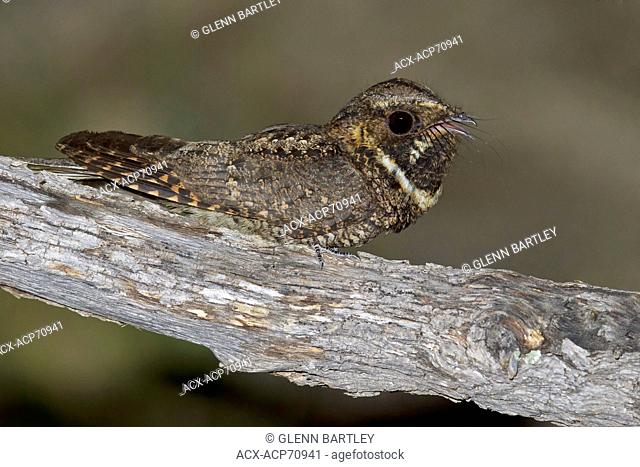 Mexican Whip-Poor-Will (Antrostomus arizonae) perched on a branch in southern Arizona, USA