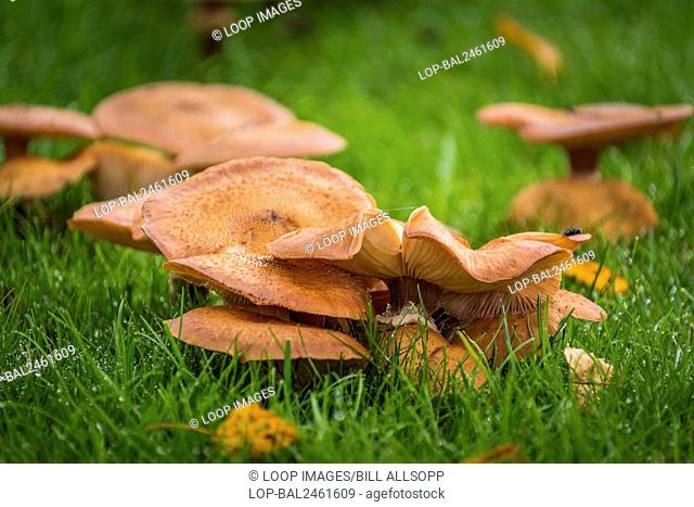 Toadstools on a lawn