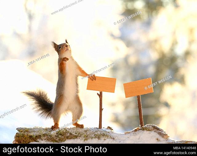 red squirrels is touching a sign and looks up