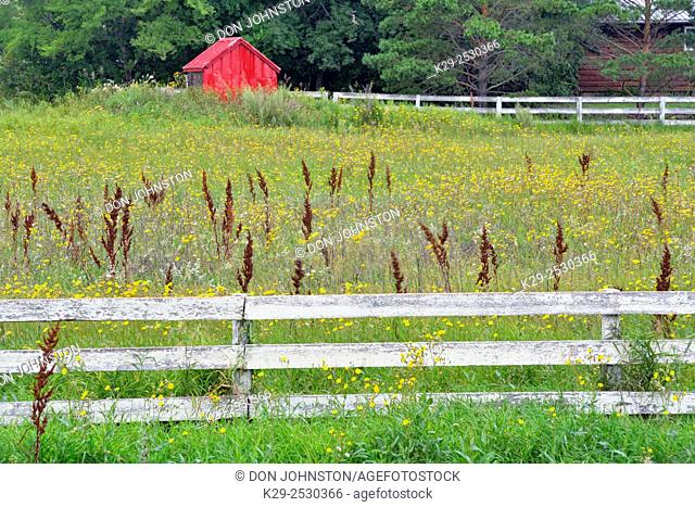 Fenceline, field with summer flowers, Chamberlain, Saskatchewan, Canada