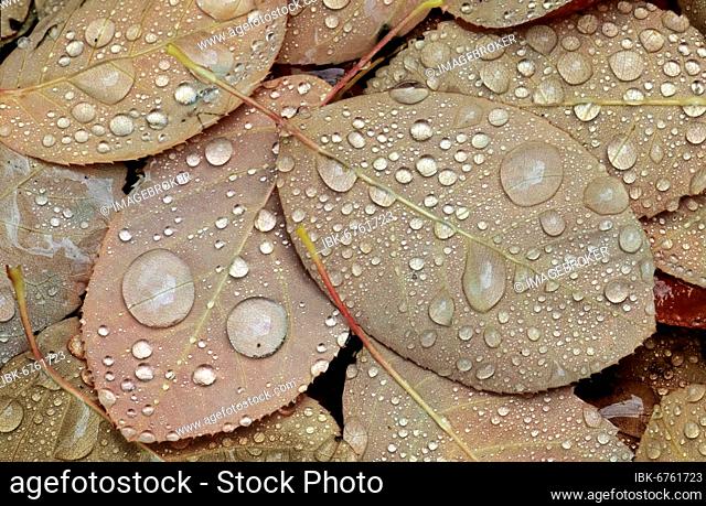 Rock pear leaves with water droplets, snowy mespilus (Amelanchier ovalis), common rock pear, rock medlar, edelweiss shrub